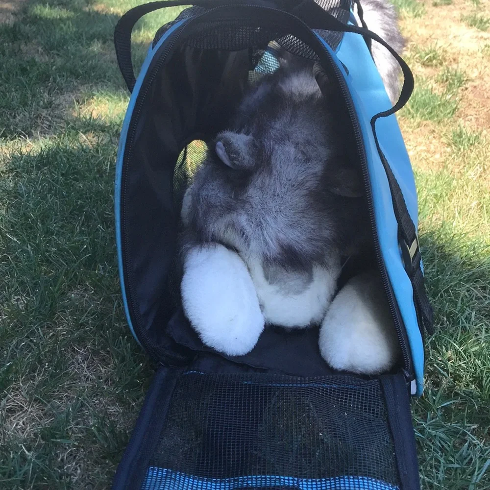 - Pet Carrier with shoulder strap light blue and black well vented used 1x